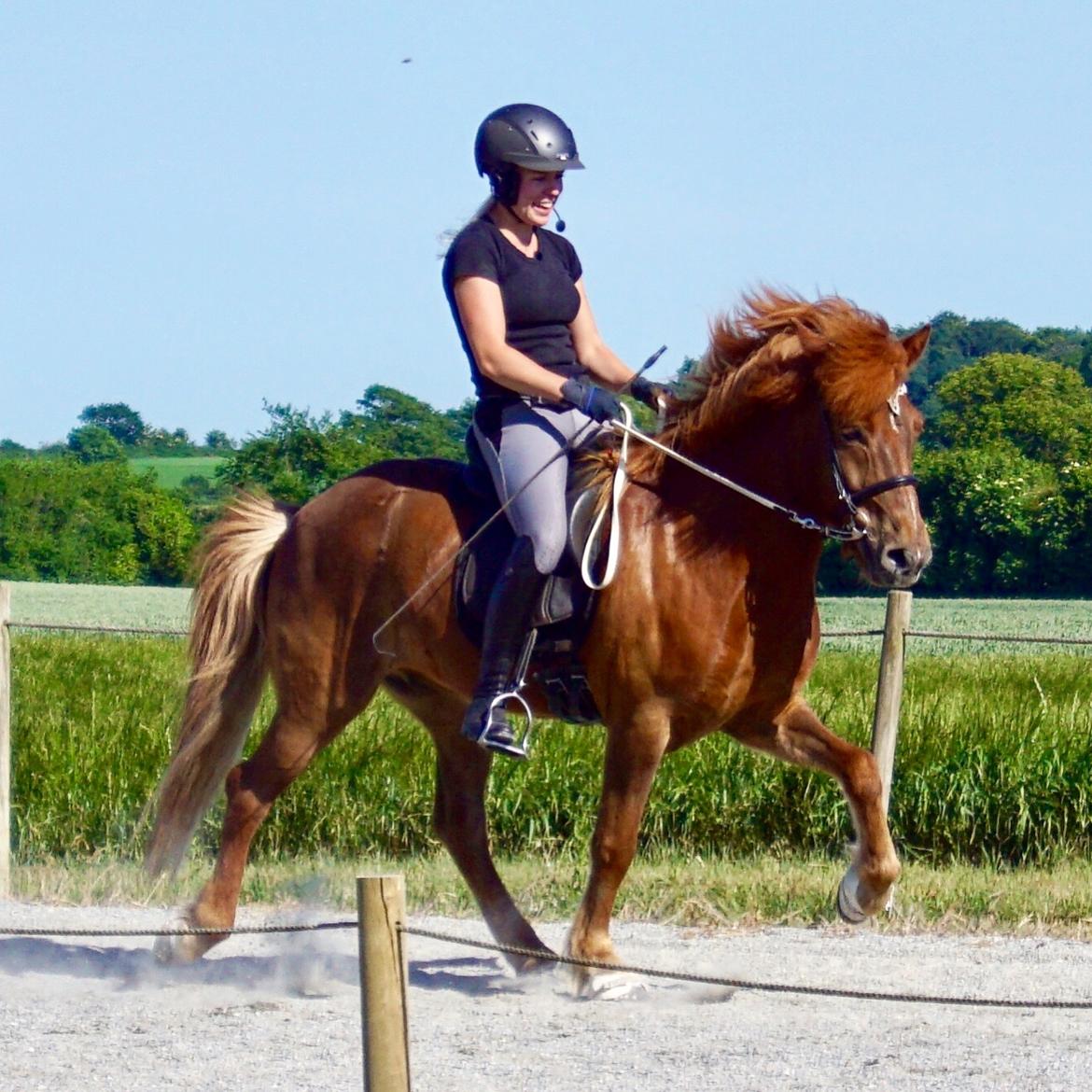 Islænder Eldingur fra Rønnow billede 16