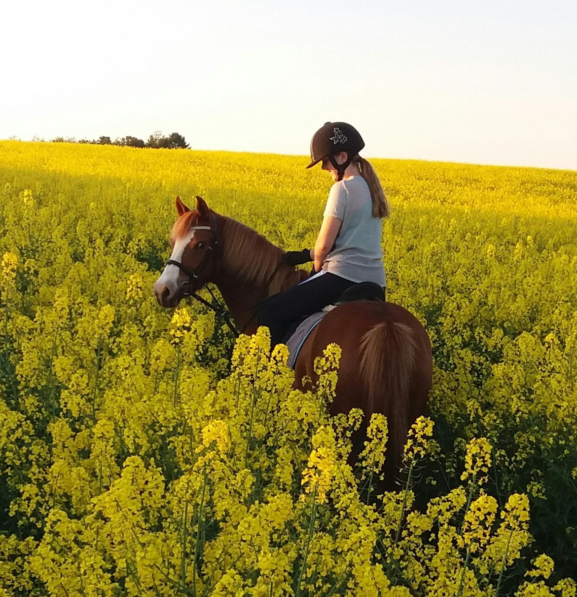 DSP Stendals Lullu billede 1