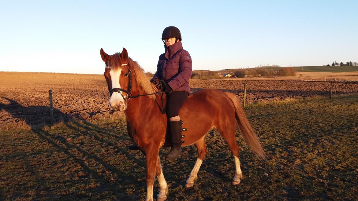 DSP Stendals Lullu billede 2