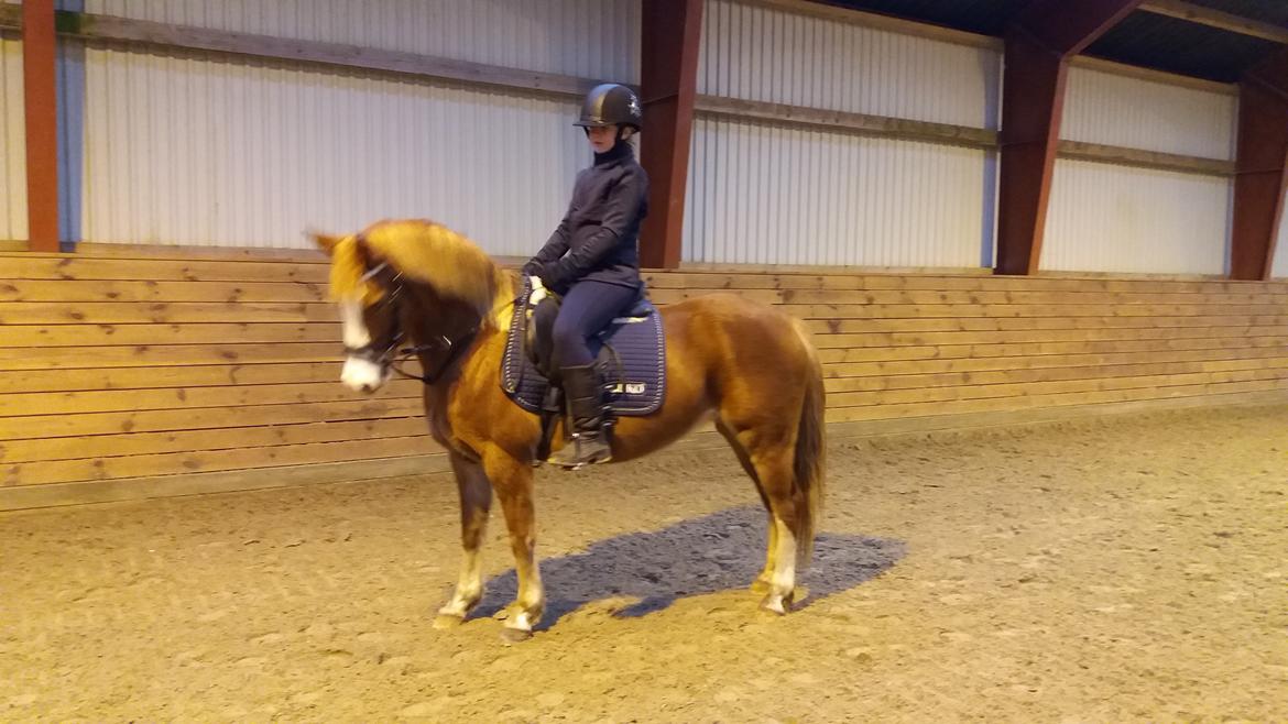 DSP Stendals Lullu billede 3