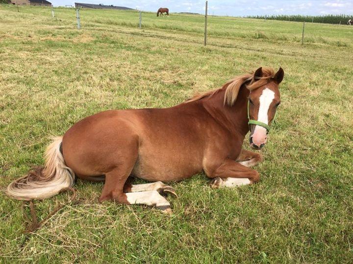 DSP Stendals Lullu billede 4