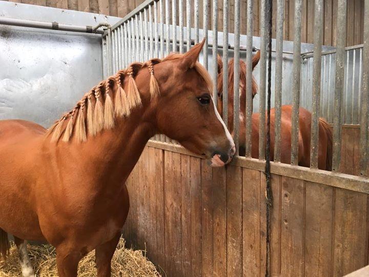 DSP Stendals Lullu billede 5