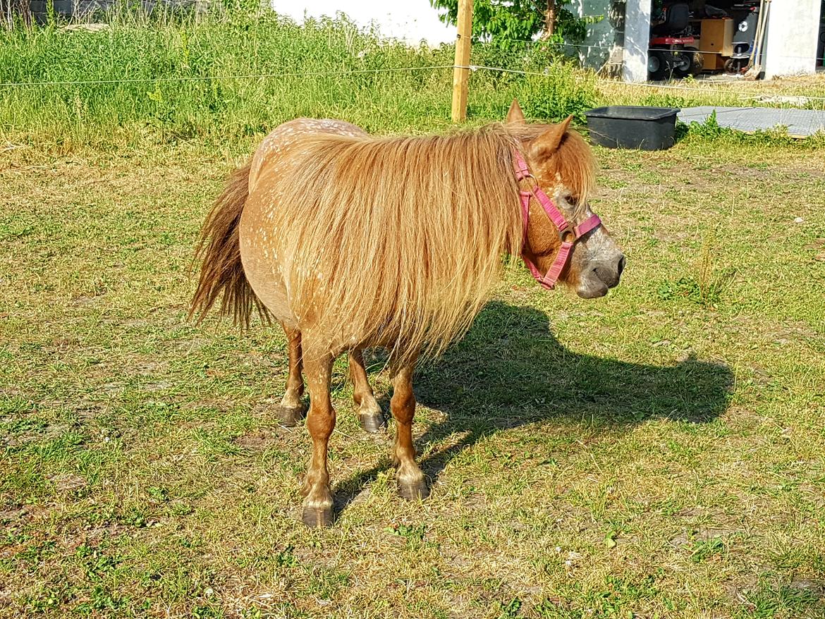 Knabstrupper Pippi SOLGT billede 6