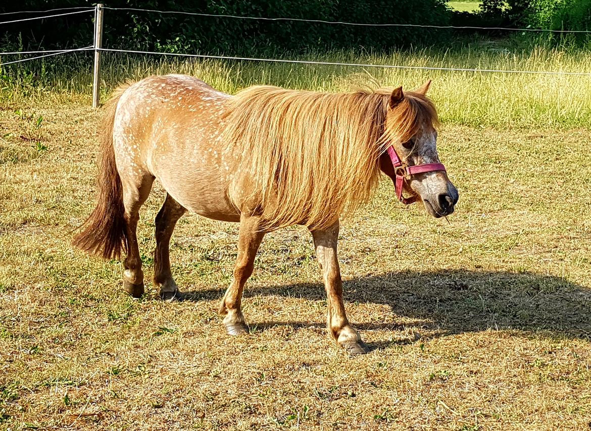 Knabstrupper Pippi SOLGT billede 7