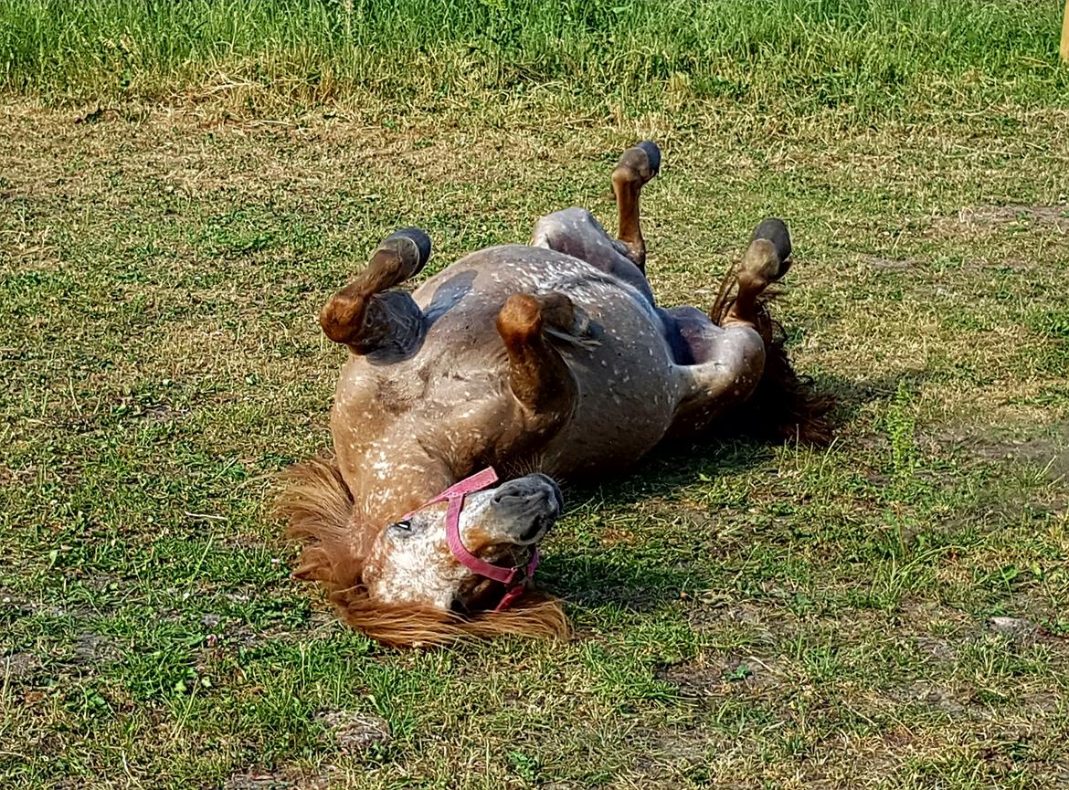 Knabstrupper Pippi SOLGT billede 8