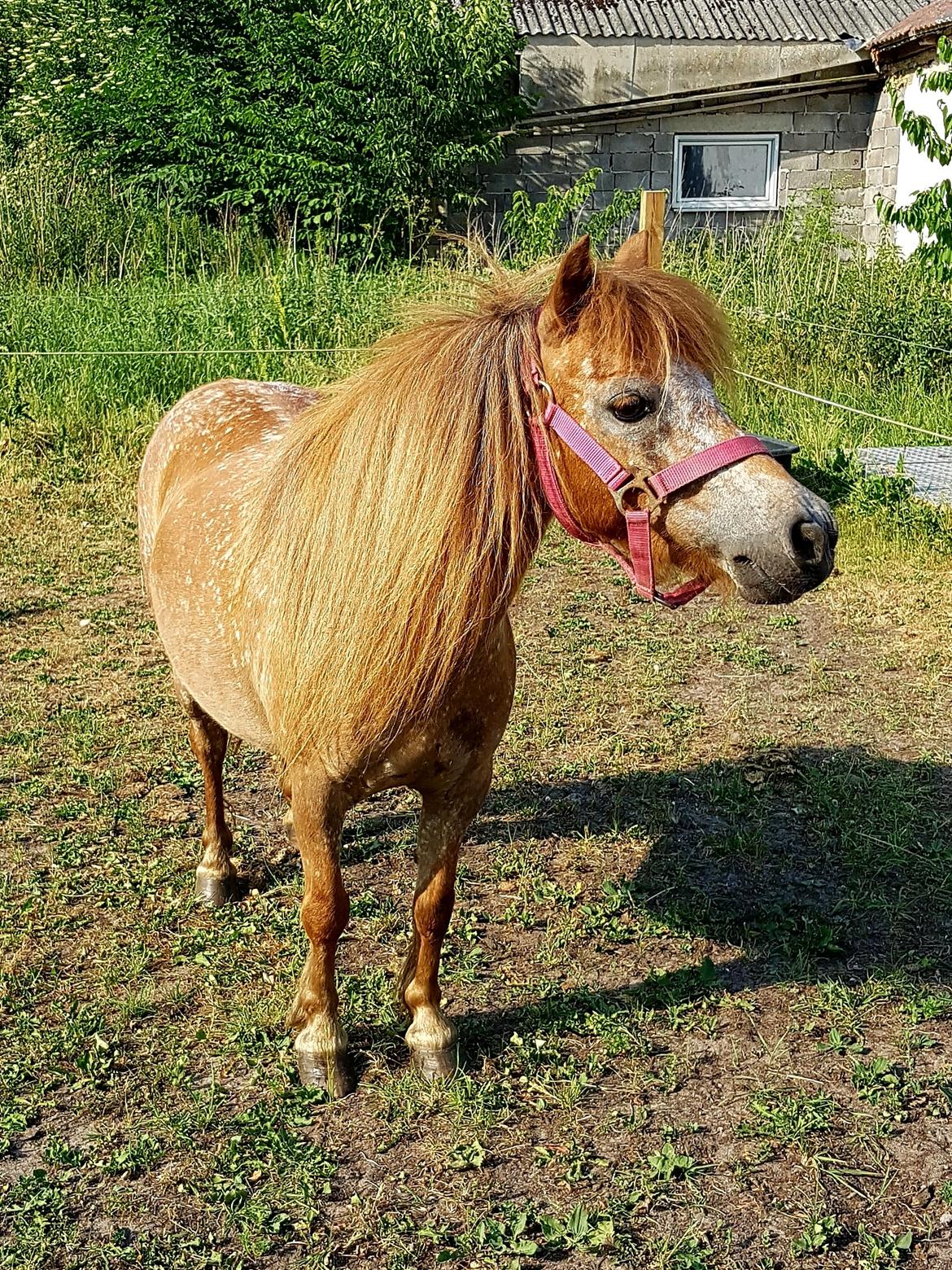 Knabstrupper Pippi SOLGT billede 9