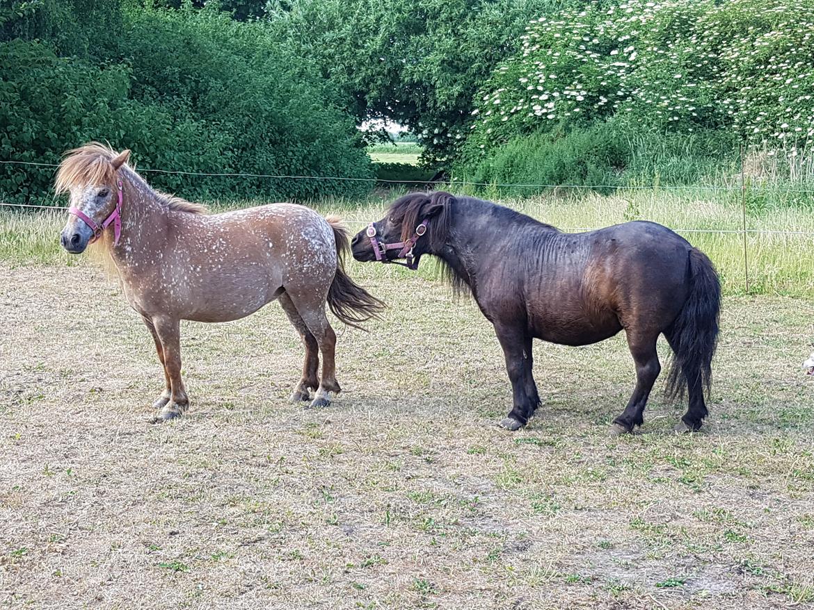 Knabstrupper Pippi SOLGT billede 10