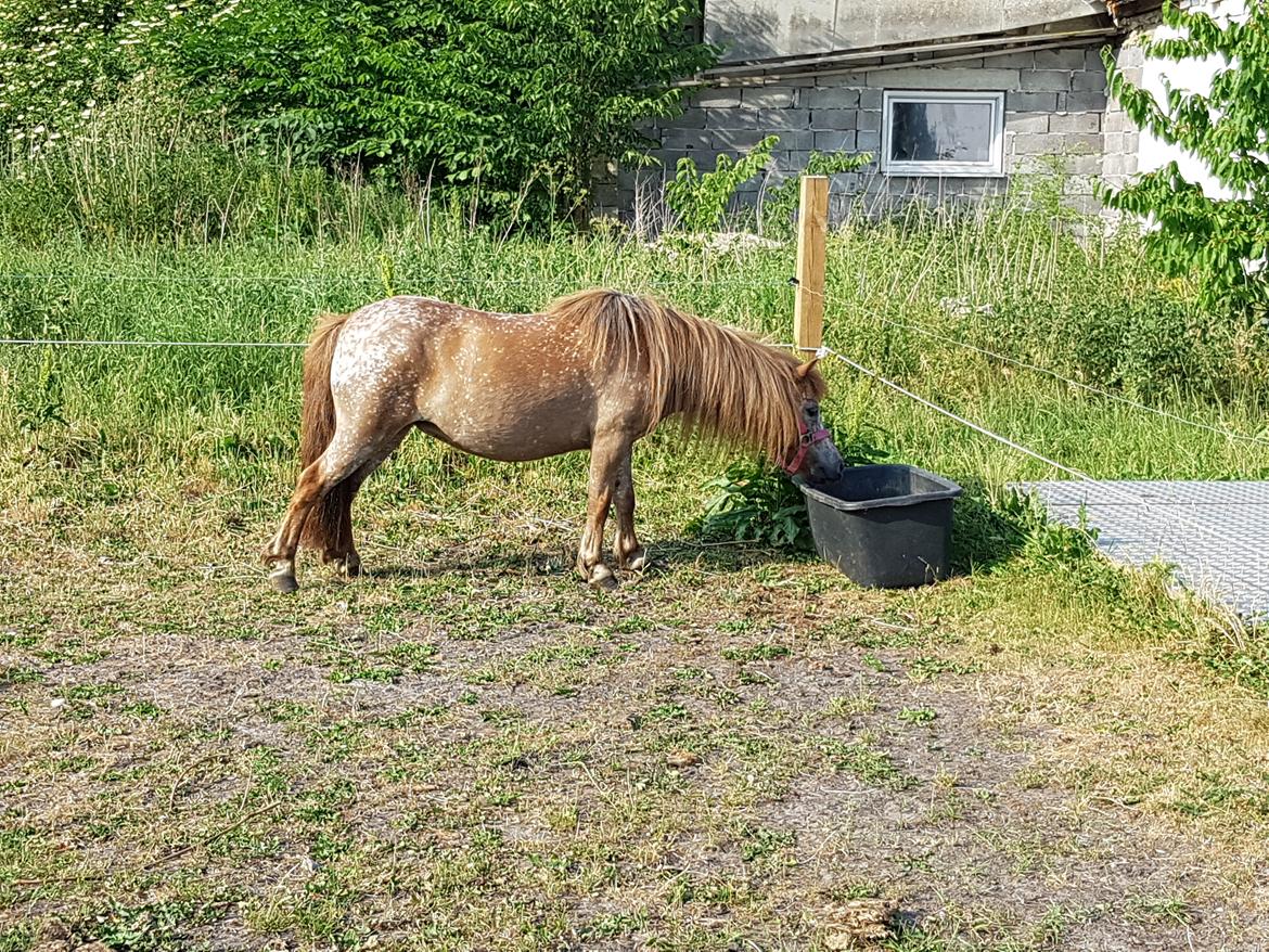 Knabstrupper Pippi SOLGT billede 11