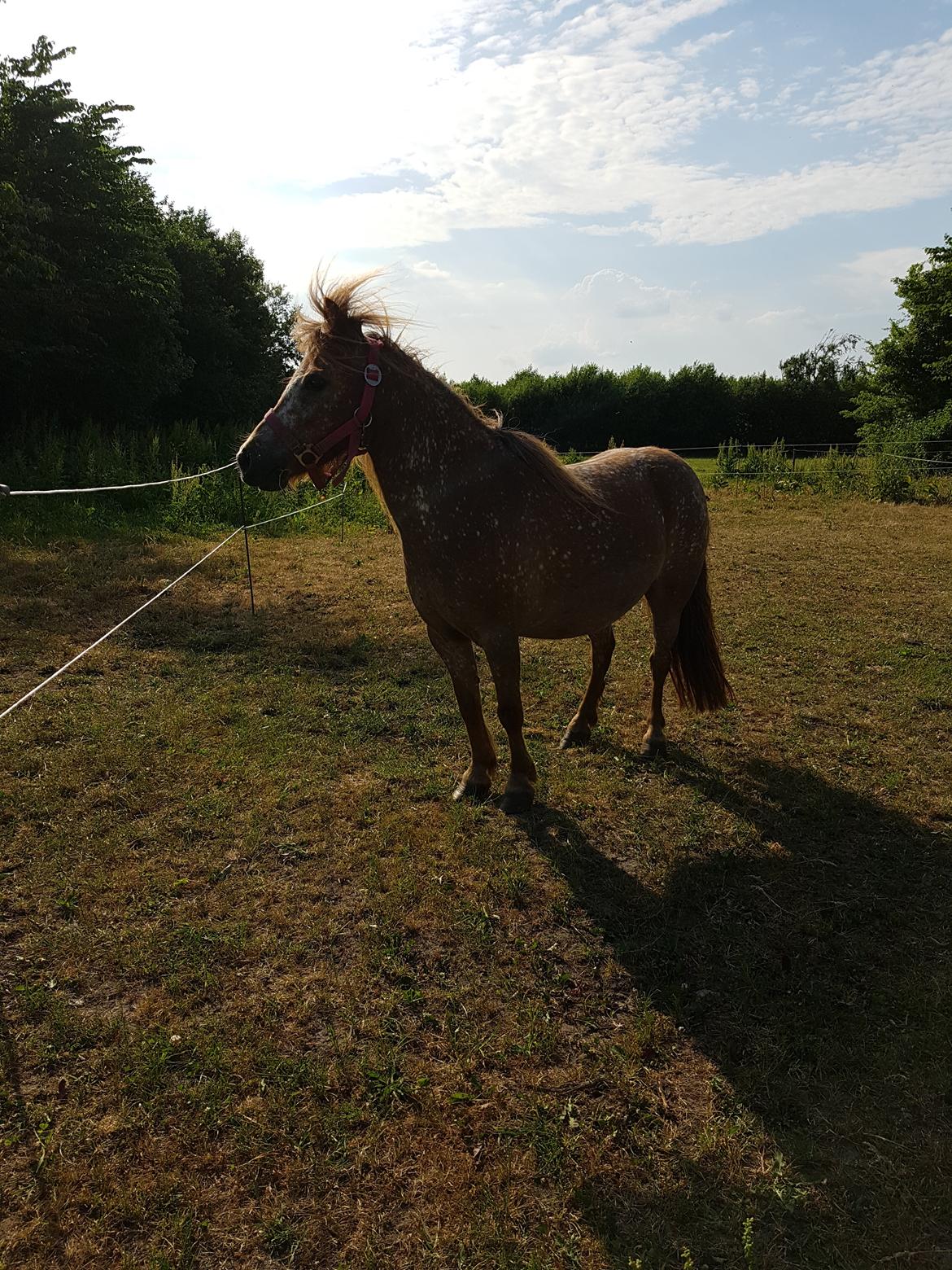 Knabstrupper Pippi SOLGT billede 12