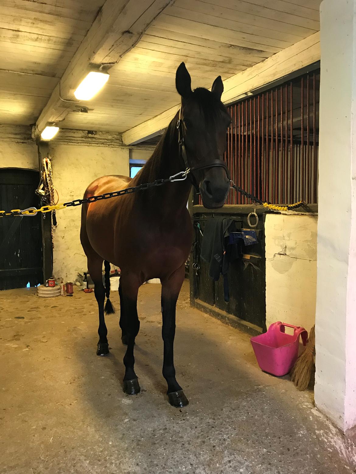 Traver Sofia Damhus billede 18