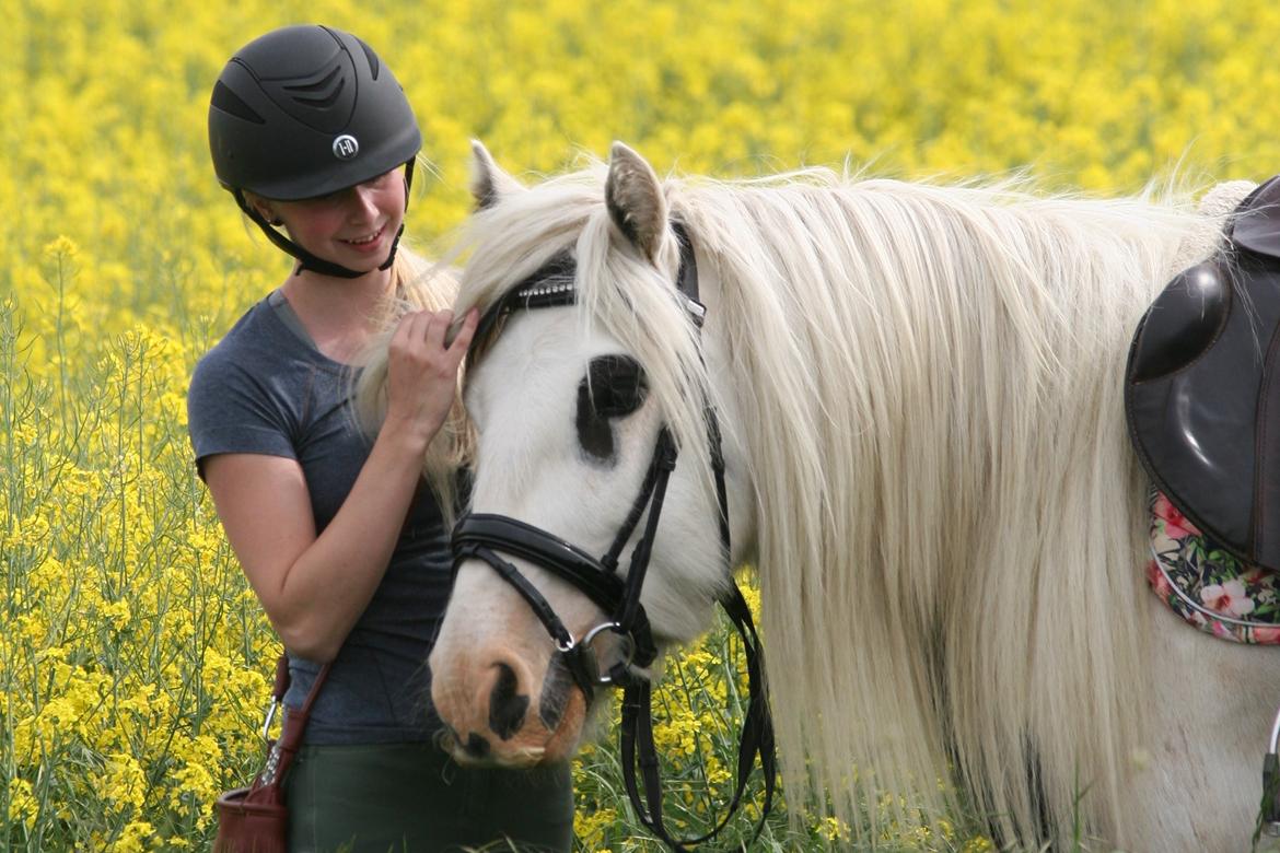 Irish Cob Whiteface (Gypsy) - Part billede 13