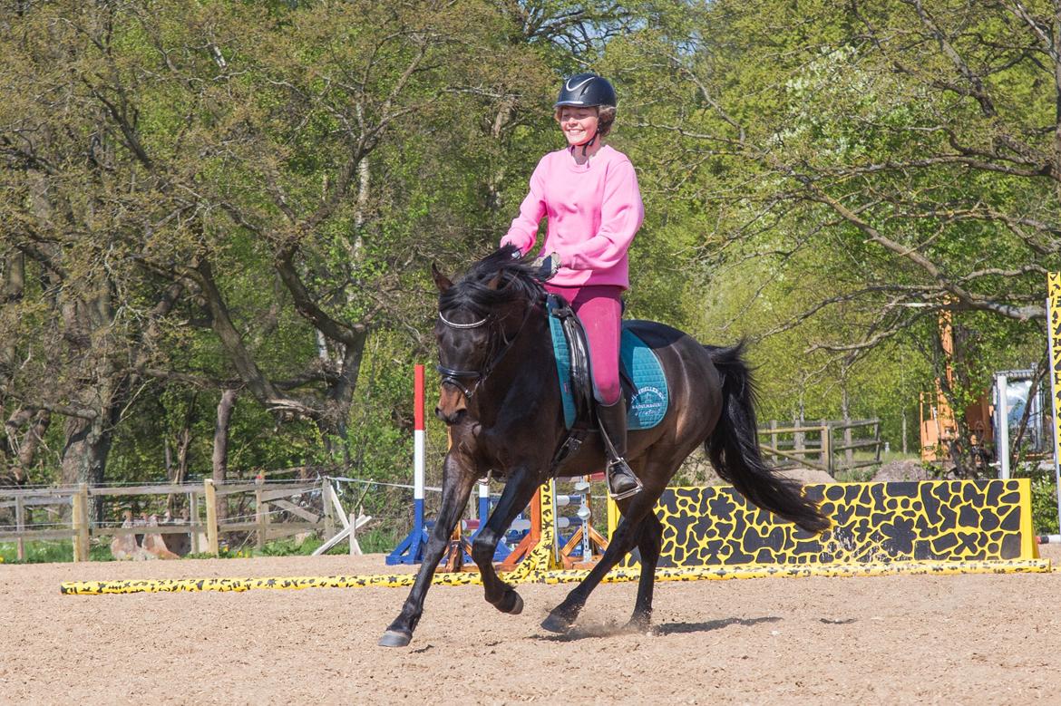 DSP Festina's Chevi *bestie* billede 4