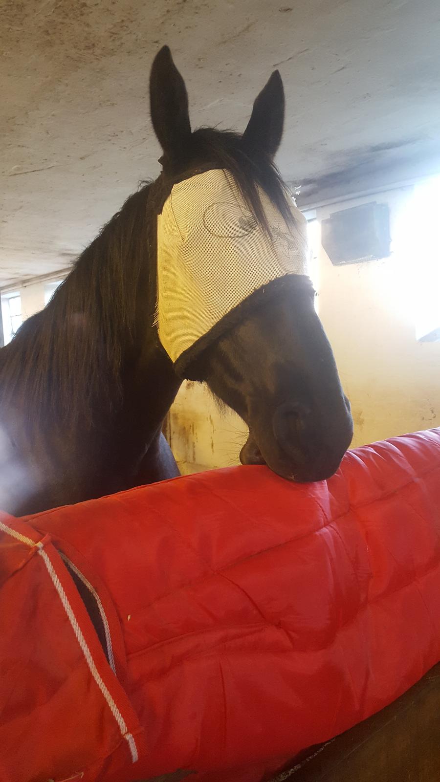 Traver Tojo  billede 10