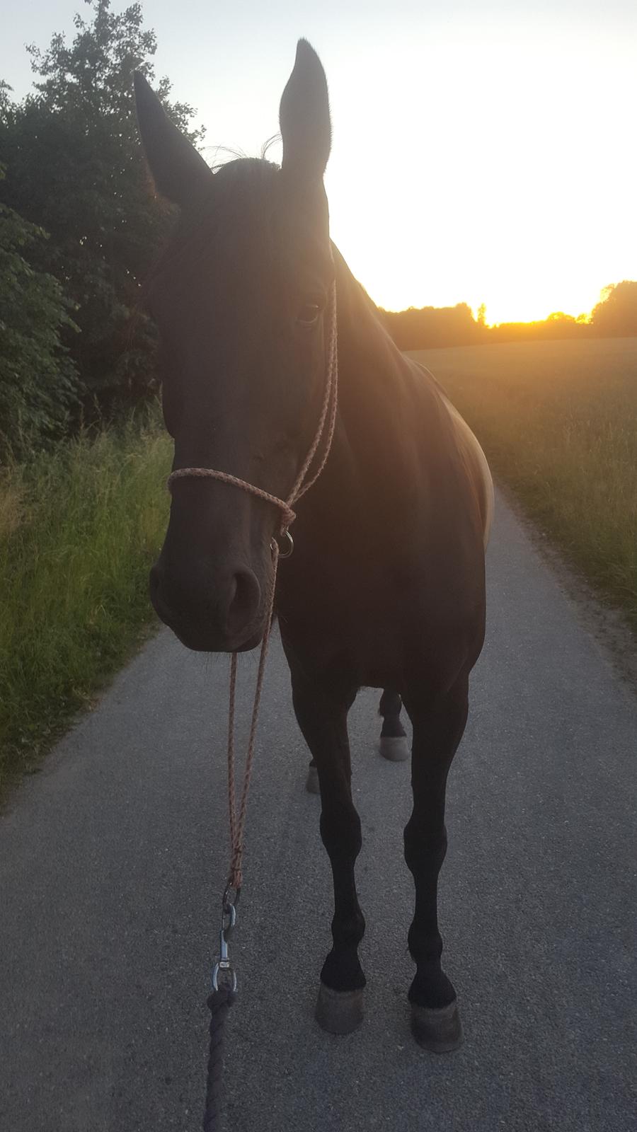 Traver Tojo  billede 2