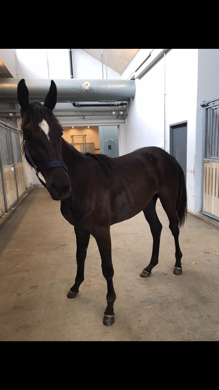 Hannoveraner Diddan billede 11