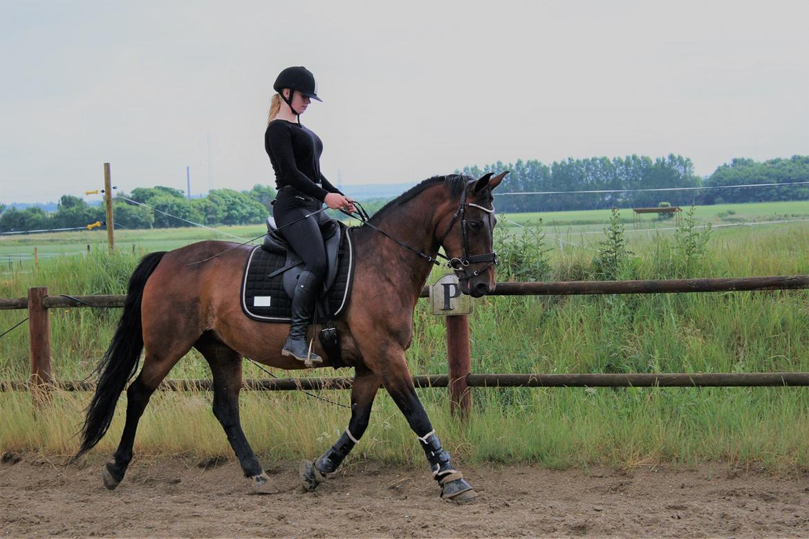 Anden særlig race Josefine. billede 3