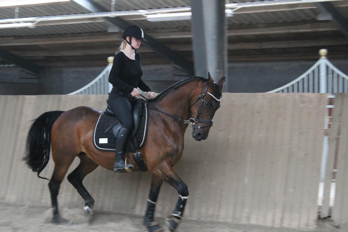 Anden særlig race Josefine. billede 9