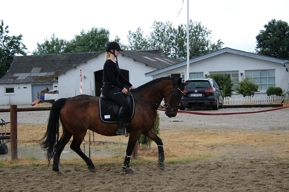 Anden særlig race Josefine. billede 6