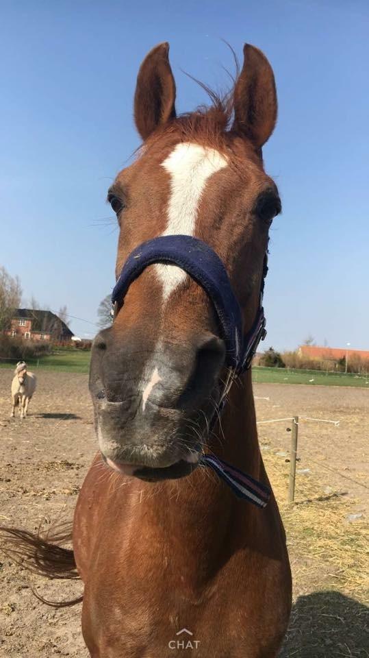 Arabisk fuldblod (OX) Ibn Marcon OX *SOLGT* billede 2