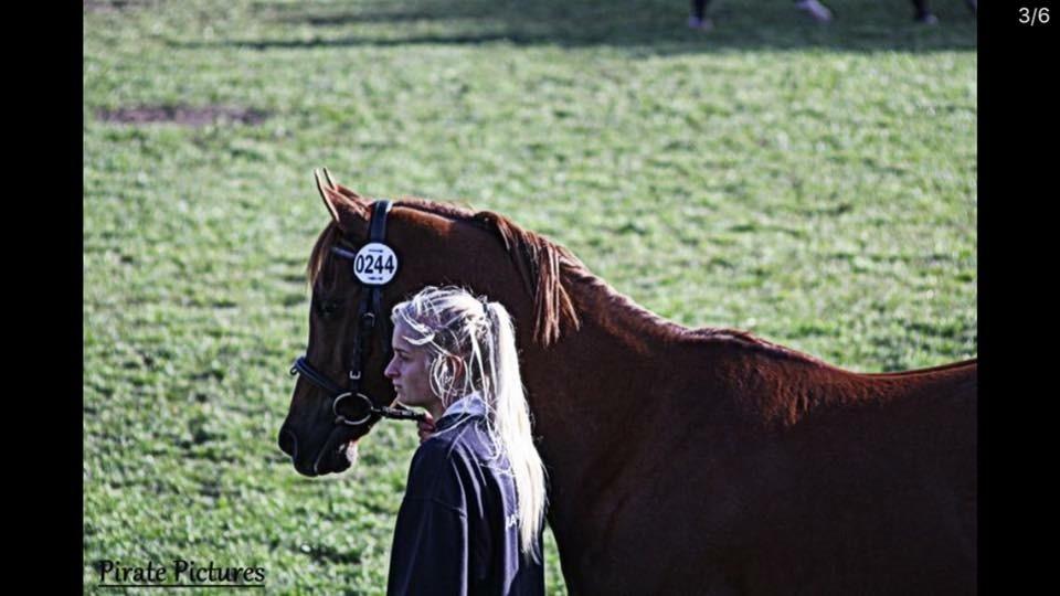 Arabisk fuldblod (OX) Ibn Marcon OX *SOLGT* billede 3