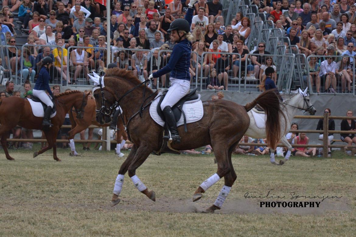 Arabisk fuldblod (OX) Ibn Marcon OX *SOLGT* billede 1