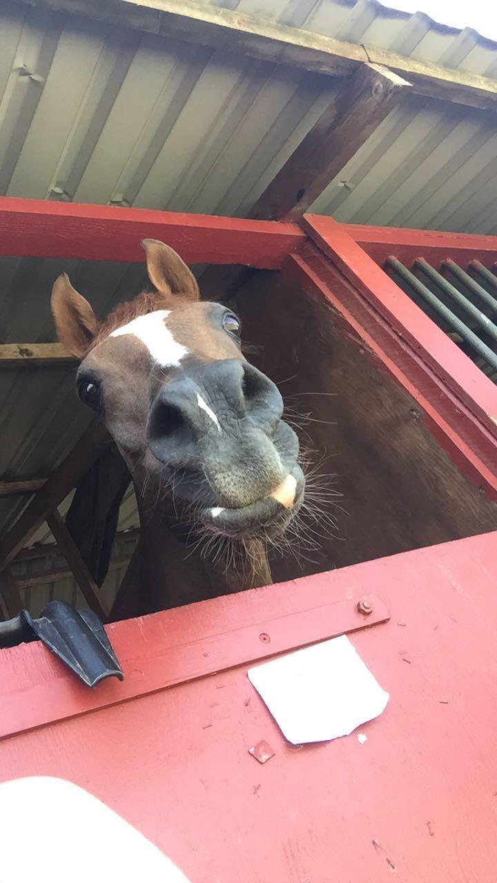 Arabisk fuldblod (OX) Ibn Marcon OX *SOLGT* billede 5