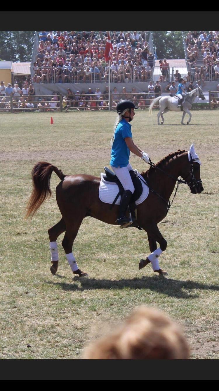 Arabisk fuldblod (OX) Ibn Marcon OX *SOLGT* billede 4