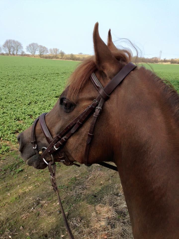 Arabisk fuldblod (OX) Ibn Marcon OX *SOLGT* billede 7