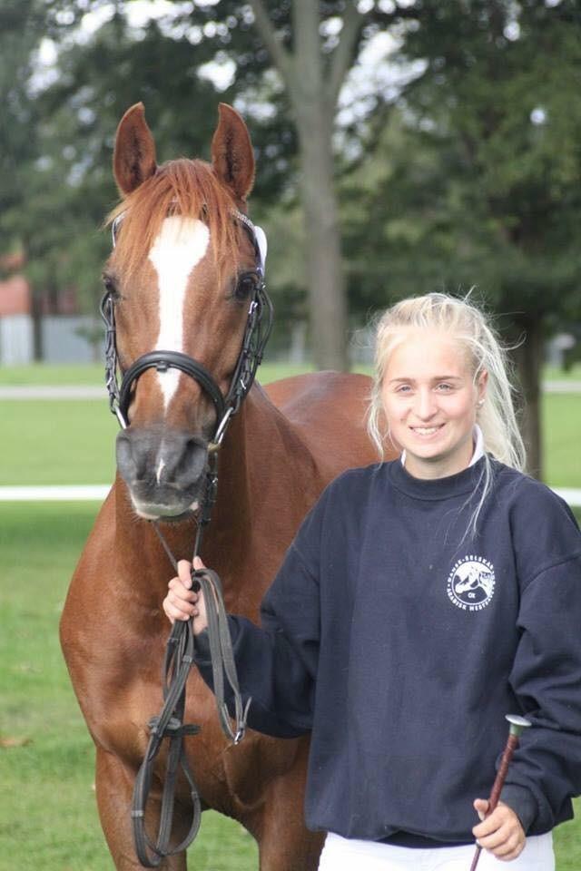 Arabisk fuldblod (OX) Ibn Marcon OX *SOLGT* billede 8