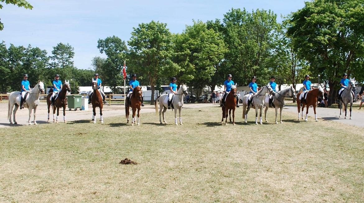 Arabisk fuldblod (OX) Ibn Marcon OX *SOLGT* billede 6