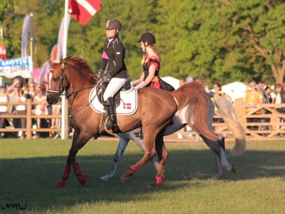 Arabisk fuldblod (OX) Ibn Marcon OX *SOLGT* billede 9