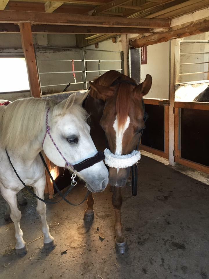 Arabisk fuldblod (OX) Ibn Marcon OX *SOLGT* billede 11