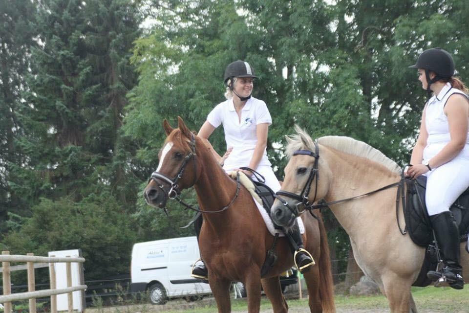 Arabisk fuldblod (OX) Ibn Marcon OX *SOLGT* billede 10