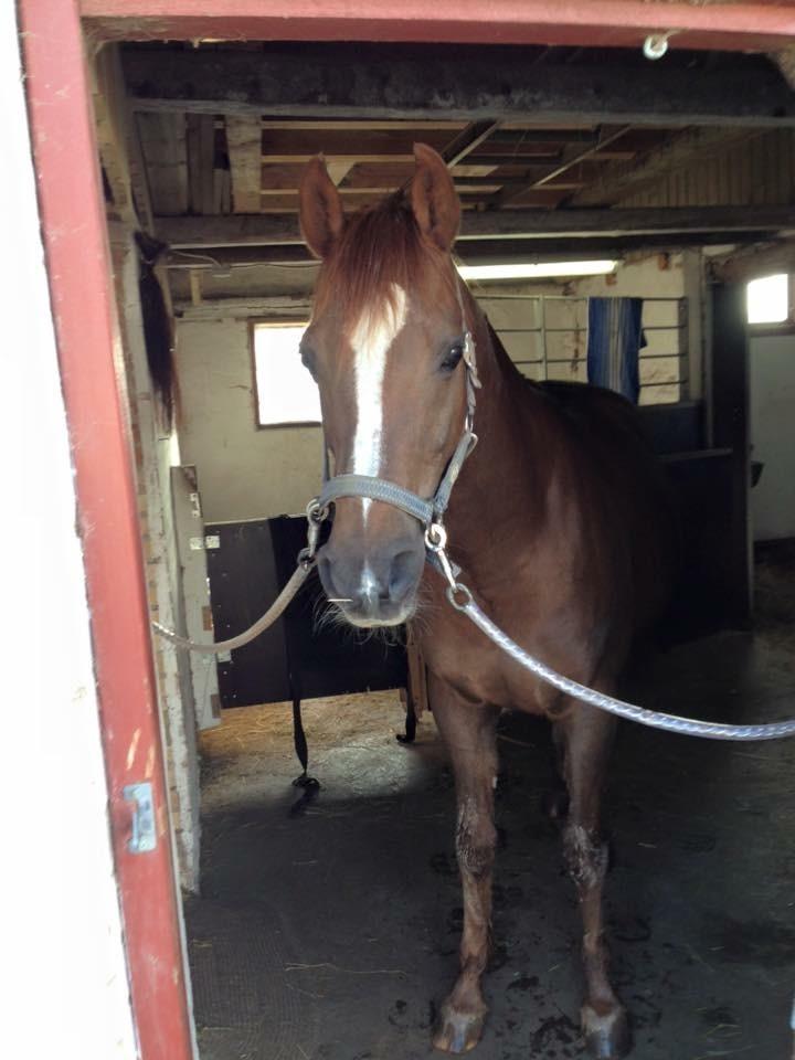 Arabisk fuldblod (OX) Ibn Marcon OX *SOLGT* billede 12