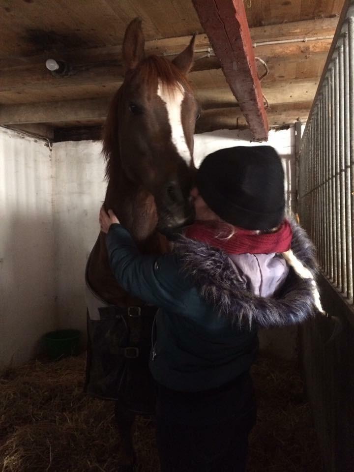 Arabisk fuldblod (OX) Ibn Marcon OX *SOLGT* billede 14