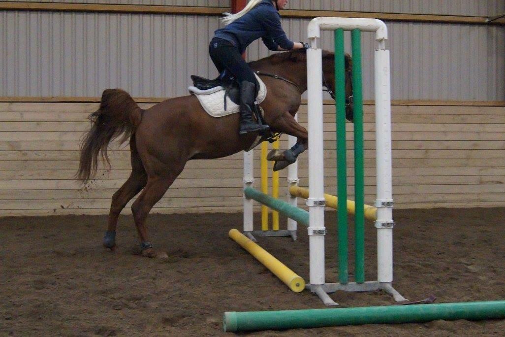 Arabisk fuldblod (OX) Ibn Marcon OX *SOLGT* billede 13