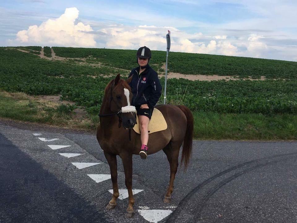 Arabisk fuldblod (OX) Ibn Marcon OX *SOLGT* billede 15