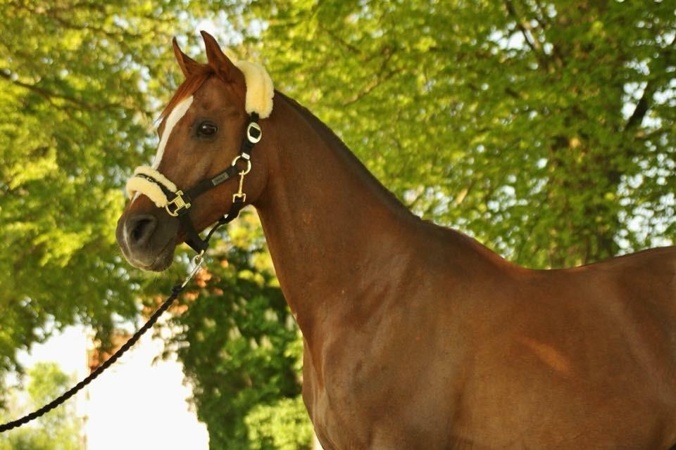 Arabisk fuldblod (OX) Ibn Marcon OX *SOLGT* billede 16