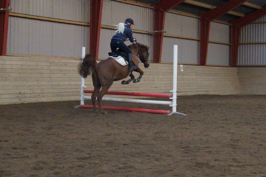 Arabisk fuldblod (OX) Ibn Marcon OX *SOLGT* billede 17