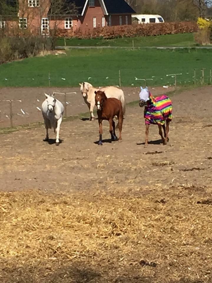 Arabisk fuldblod (OX) Ibn Marcon OX *SOLGT* billede 18