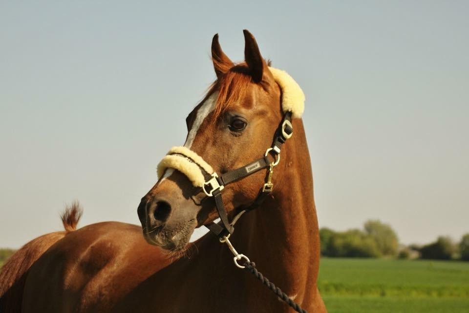 Arabisk fuldblod (OX) Ibn Marcon OX *SOLGT* billede 19