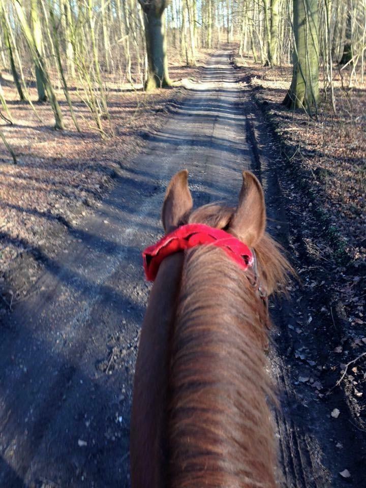 Arabisk fuldblod (OX) Ibn Marcon OX *SOLGT* billede 20