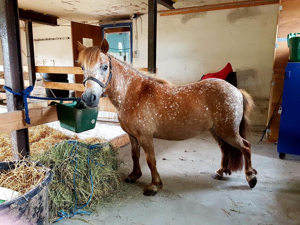 Knabstrupper Pippi SOLGT billede 13