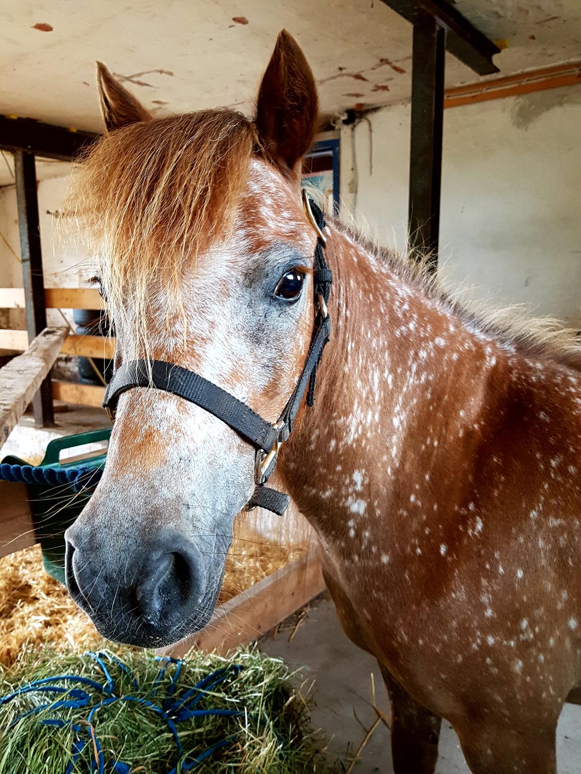 Knabstrupper Pippi SOLGT billede 14