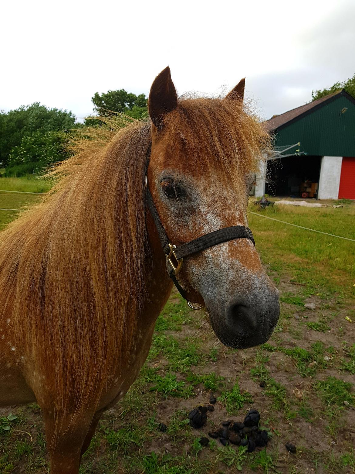 Knabstrupper Pippi SOLGT billede 5