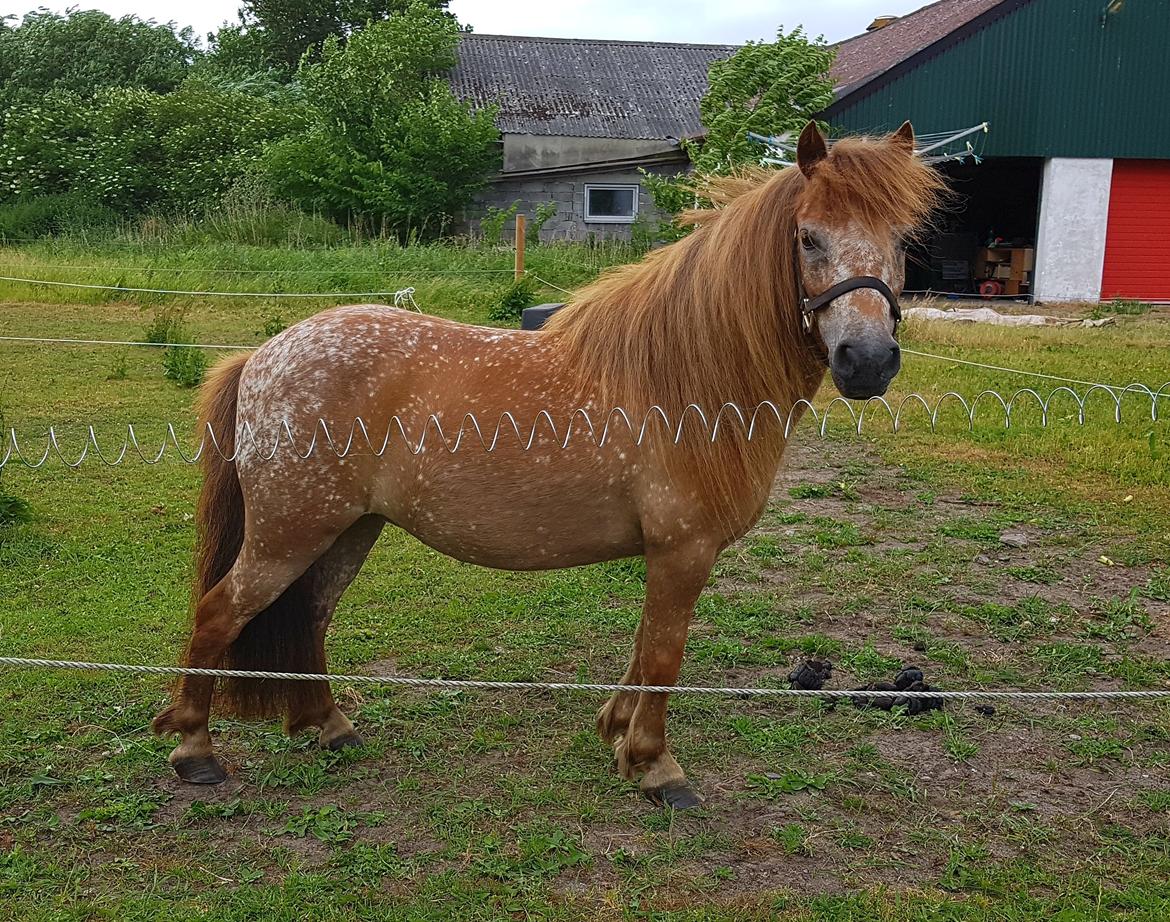 Knabstrupper Pippi SOLGT billede 15