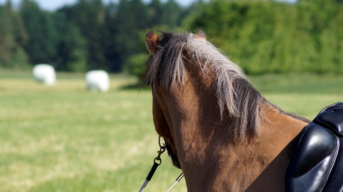 Islænder Galfir frá Hrafnsstöðum billede 3