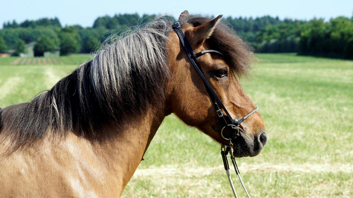 Islænder Galfir frá Hrafnsstöðum billede 1