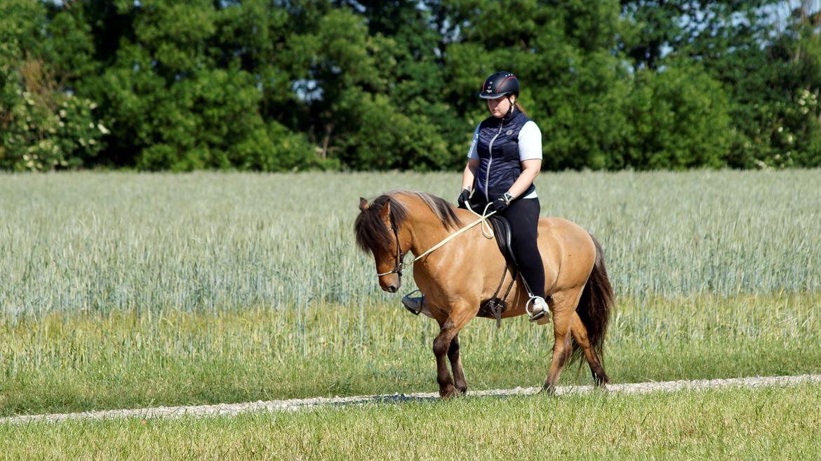 Islænder Galfir frá Hrafnsstöðum billede 4