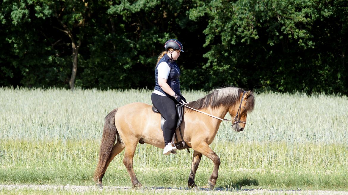 Islænder Galfir frá Hrafnsstöðum billede 8